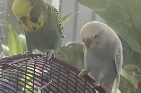 Friendly Lost Bird: White & Blue Feathers