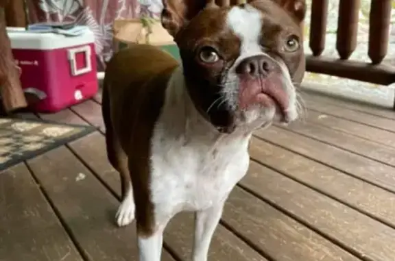 Lost Boston Terrier in Lititz, PA