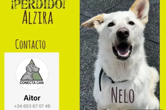 Melo, perro mestizo blanco per...