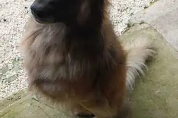 Chien perdu , photo : Chiens perdus Chaillé-les-Marais tempête
