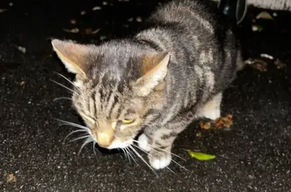 Chat trouvé à La Baule-Escoublac - photo