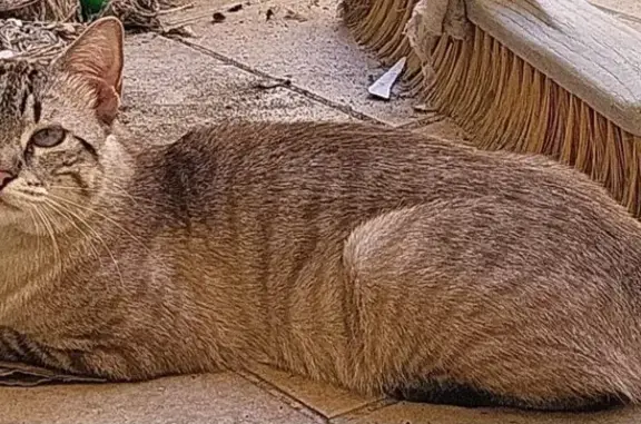 ¡Gato Siamés Perdido en Plaza de la Moneda!