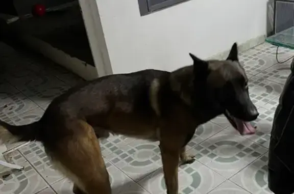 Chien trouvé Bompas, photo: Malinois mâle trouvé sans collier à Bompas