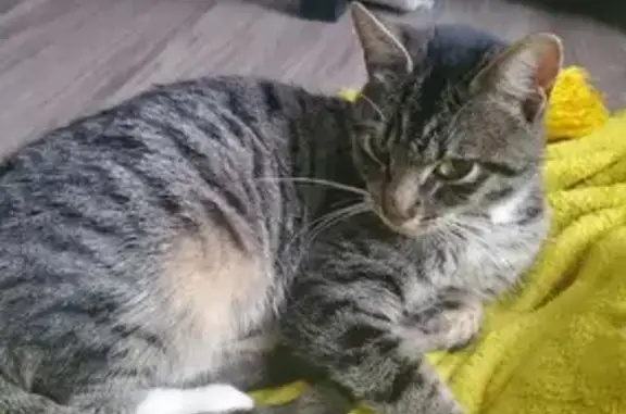 Emaciated Tabby Found Near Trader Joe's