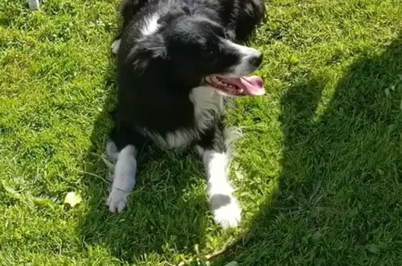 Animaux perdus , photo: Chien Border Collie perdu à Viefvillers