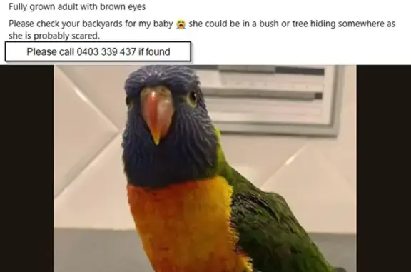 Help Find Taco: Friendly Lost Bird Nearby!