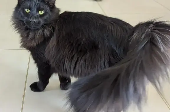 Animaux perdus Montamisé, photo: Chat noir Usko perdu à Montamisé