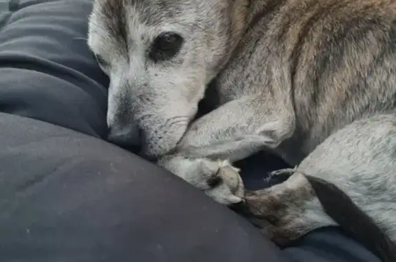 Chien perdu Saint-Brice-sur-Vienne, photo : Chien disparu : Eros, 16 ans, sourd et fragile