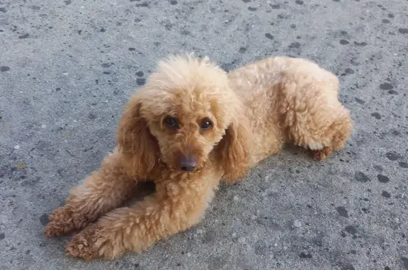 Chien perdu Baud, photo : Chien disparu : Caniche abricot craintif