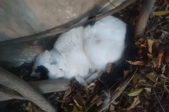 Chat trouvé Livron-sur-Drôme, photo: Chat trouvé affaibli à Livron-sur-Drôme