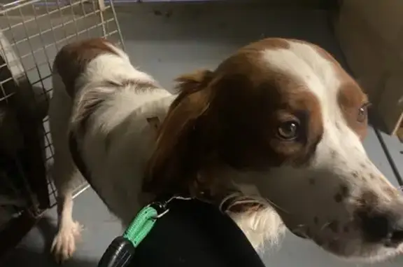 Chien de chasse docile trouvé à Serris - photo