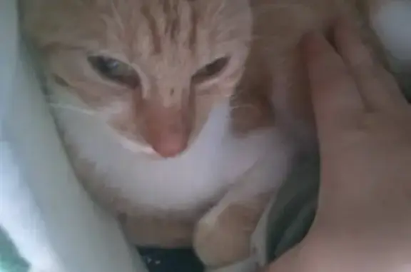 Animaux perdus Strasbourg, photo: Chatte rousse-blanche disparue à Strasbourg
