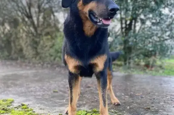 Chien perdu Mouchamps, photo : Chien croisé noir et feu perdu à Mouchamps