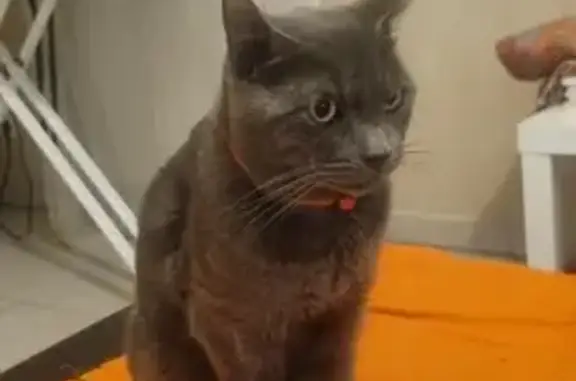 Chat trouvé avec collier rouge à Marseille - photo