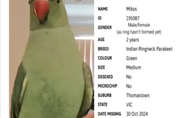 Lost Green Indian Ringneck on High St