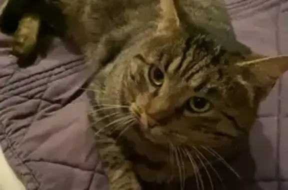 Chat mâle tigré trouvé à Strasbourg - photo