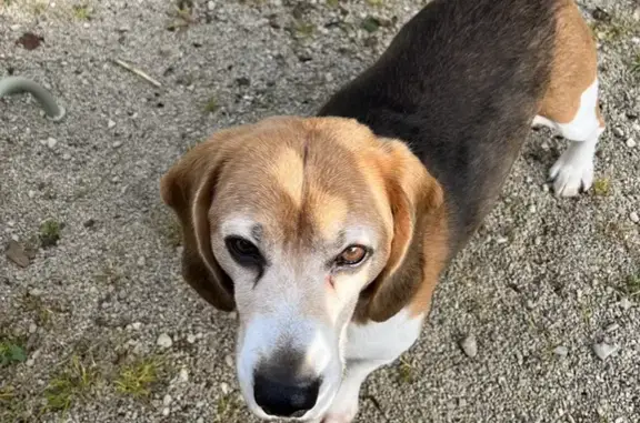 Beagle perdu à Aignay-le-Duc - photo