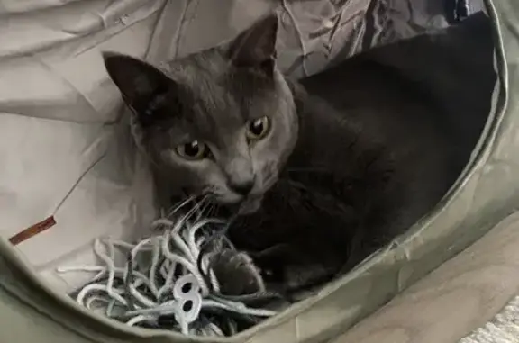 Chat perdu, Tours, photo: Chat gris 4 ans disparu à Tours