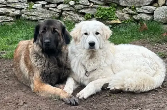 Animaux perdus , photo: Deux chiennes Patou perdues à Les Casses