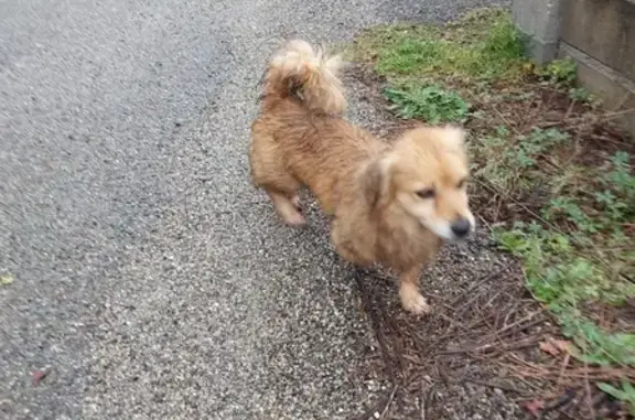 Chien errant recueilli à Crampagna - photo
