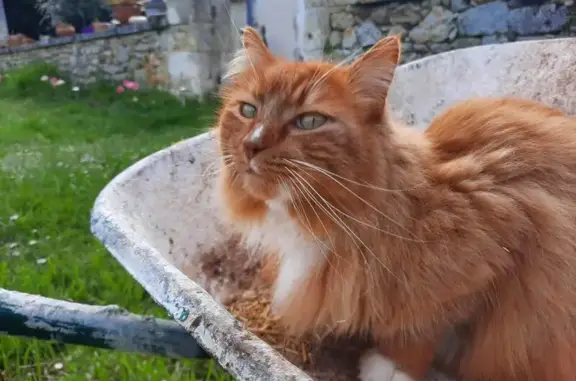Animaux perdus , photo: Chat roux-blanc perdu à Combiers