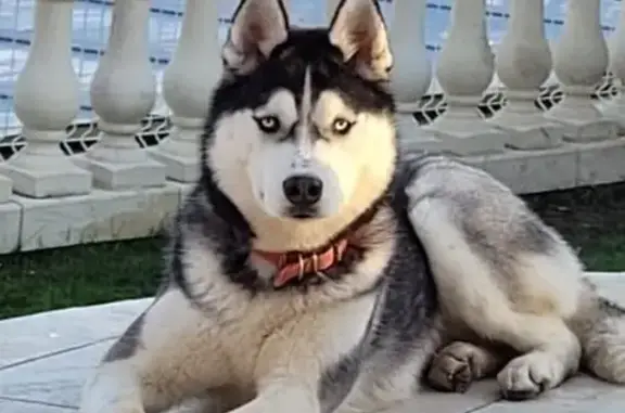 Husky femelle perdue à Éguzon-Chantôme - photo