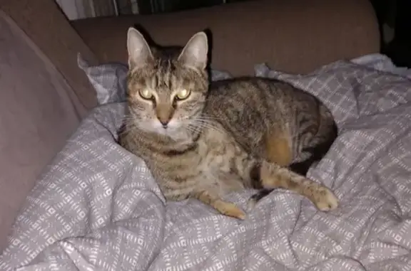 Animaux perdus Saint-Médard-en-Jalles, photo: Chat perdu près de l'Avenue de la Boétie