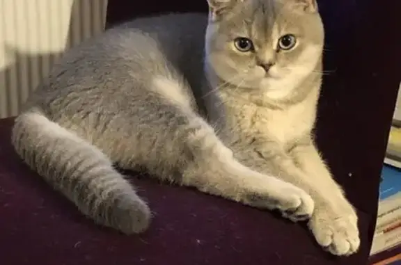 Animaux perdus Metz, photo: Chat perdu, collier gris, Metz Rabelais