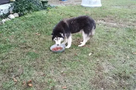 Friendly Husky Mix Found on Persons Dr