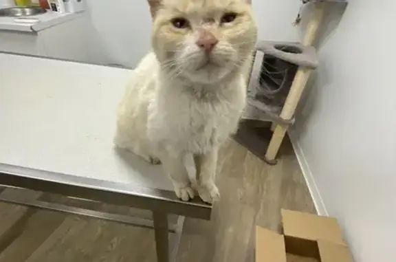 Chat trouvé , photo: Chat trouvé, laissé chez vétérinaire Hasparren