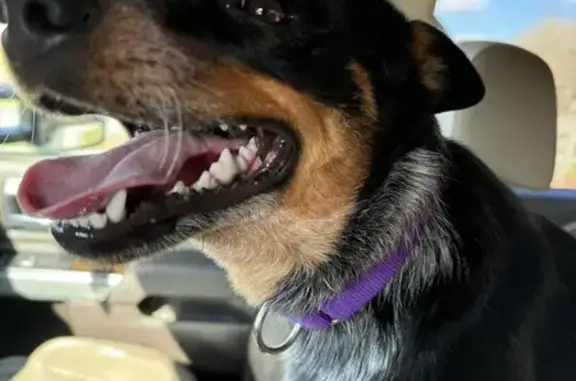 Found: Friendly Blue Heeler Mix, Hallsville