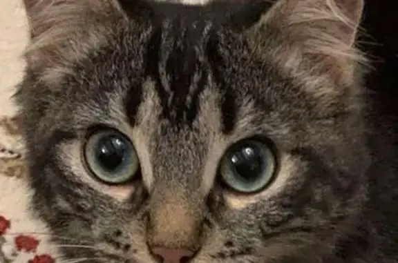 Chat perdu, , photo: Chat tigré disparu à Tréjouls
