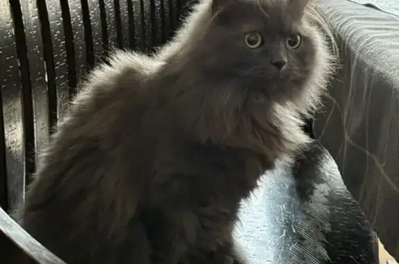 Lost Gray Persian Cat on Scott Street