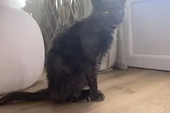 Chatte amaigrie câline trouvée à Marseille-en-Beauvaisis - photo