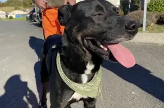 Chien Beauceron noir trouvé à Saint-Ciers - photo