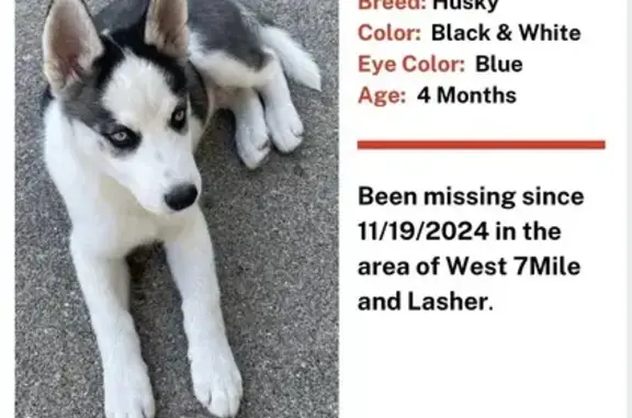 Lost Husky Puppy: Blue Eyes in Detroit