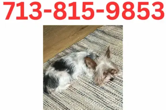 Help Find Nyla: Lost Parti Yorkie in Houston