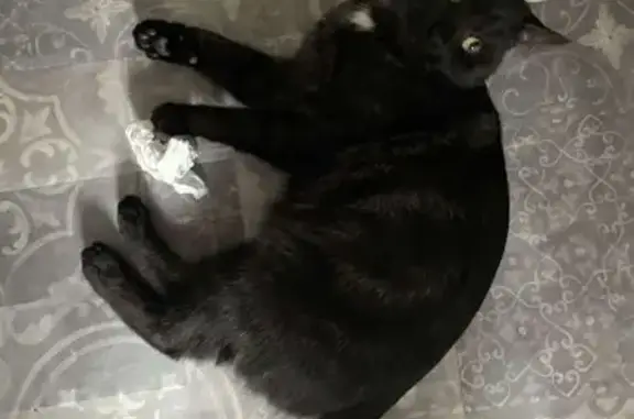 Petit chat noir peureux perdu à Épernay - photo