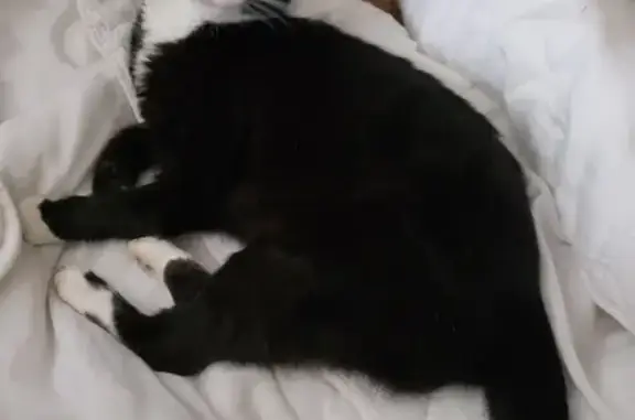 Chatte stérilisée trouvée, maigre et affectueuse - photo