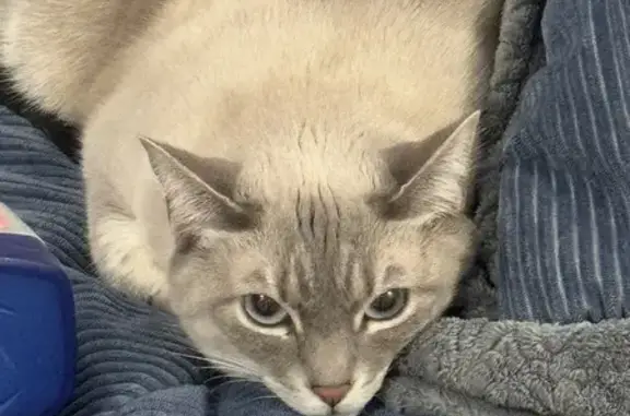 Missing Cream Grey Cat: ASU in Deanshanger