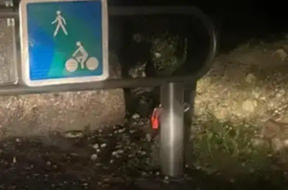 Malinois trouvé Chemin du Halage - photo