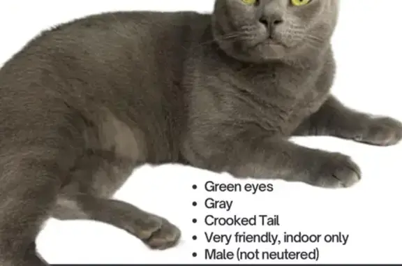 Missing Cat: Smokey, Grey with Crooked Tail