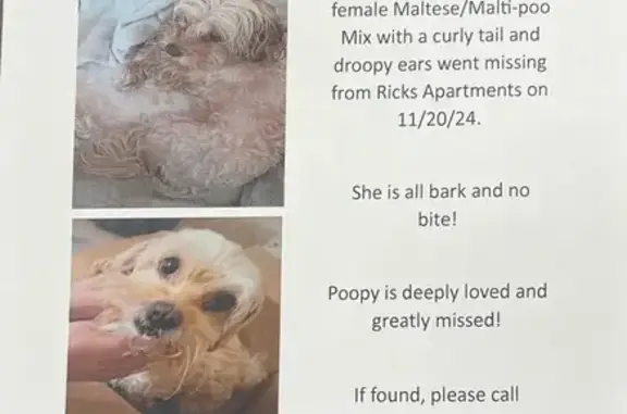 Lost Dog: Tan Maltese Mix, Avondale St.