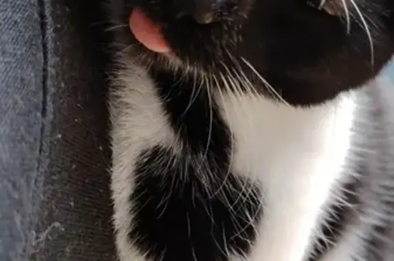 Animaux perdus Yzeure, photo: Chatte européenne perdue à Yzeure