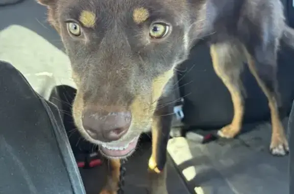 Lost Kelpie Found on Pooginook...