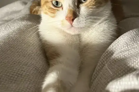 Chat roux et blanc perdu à Seignelay - photo