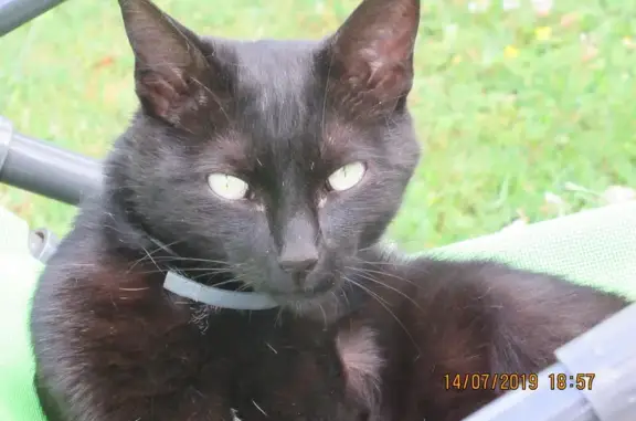 Chatte noire perdue à Périgueux - photo