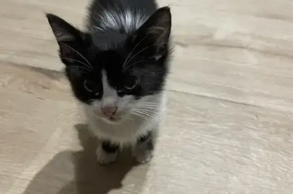 Chaton noir et blanc trouvé à Santa-Reparata - photo