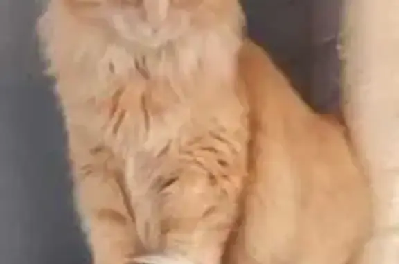 Chat perdu : Erling, mâle pucé, Granieu - photo