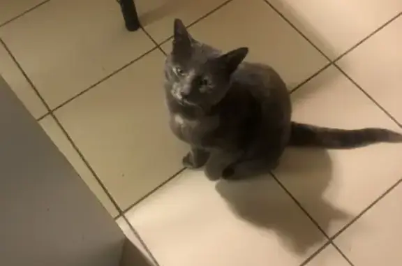 Chat(te) trouvé(e) au lycée, à la fourrière - photo